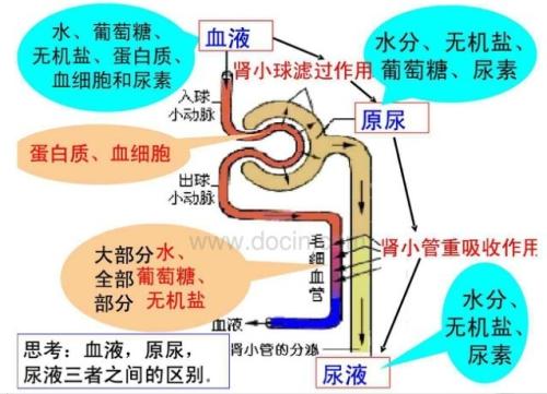 人體中含有尿素嗎 尿素過(guò)高有什么影響