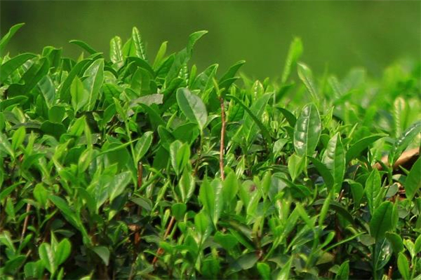 清明茶放了一年還能喝嗎 清明茶過期了還能喝嗎