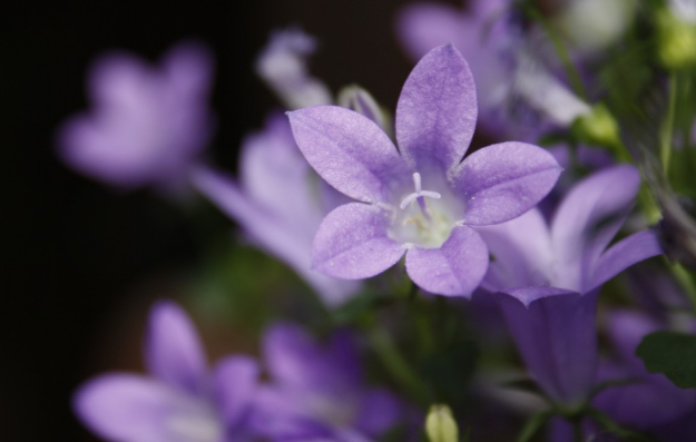 明葉菜是什么菜 明葉菜是什么植物