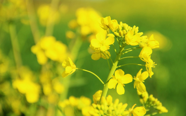 油菜能吃嗎 油菜吃多有什么害處