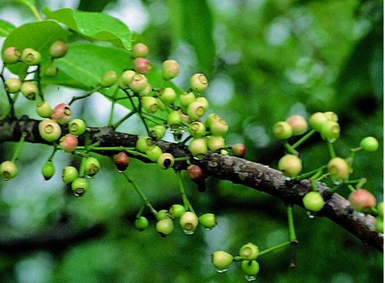 水翁花泡水喝的功效 ?水翁花可以經(jīng)常飲嗎