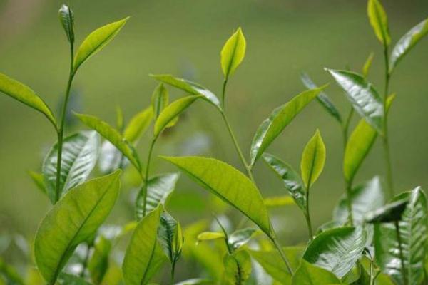 茶葉要洗過再泡嗎 茶葉的正確泡法