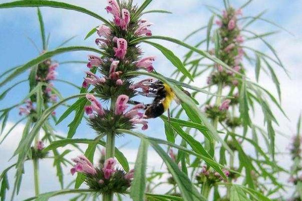 益母草可以天天喝嗎 益母草天天喝有何好處