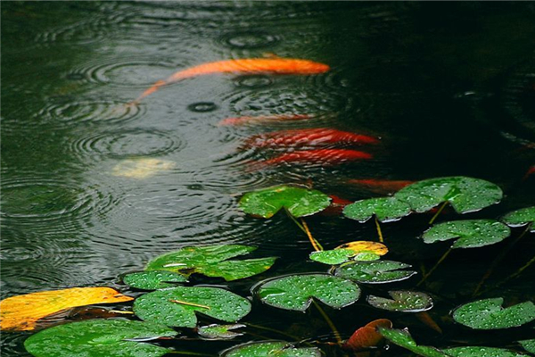 梅雨季節(jié)家里潮濕是開窗還是關窗 梅雨季節(jié)要注意什么