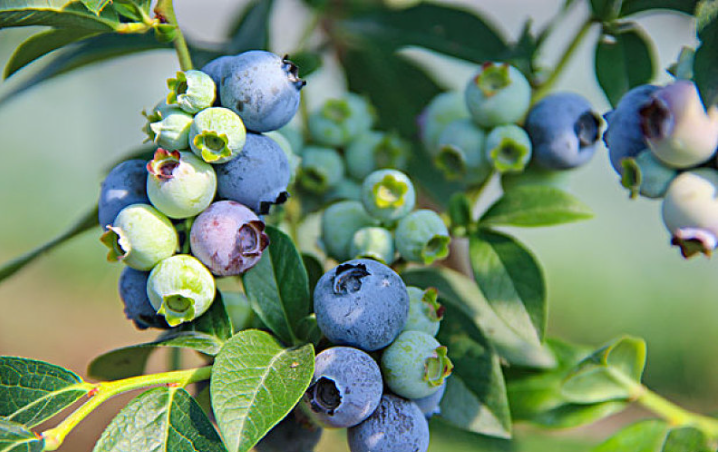 天天吃藍(lán)莓的好處 兒童吃藍(lán)莓的好處