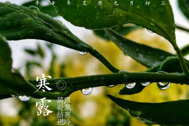 寒露節(jié)氣是幾月幾日 寒露節(jié)氣如何養(yǎng)生