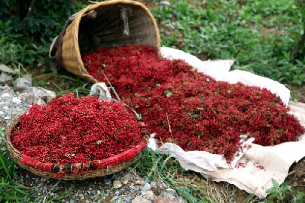 大紅袍花椒有刺還是無刺 大紅袍花椒有什么特點(diǎn)