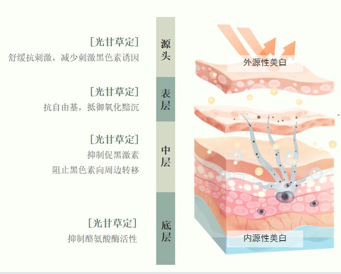 美白黃金|光甘草定的功效與作用你知道多少呢？