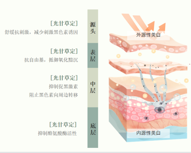 光甘草定有啥功效和作用？究竟珍貴在哪里呢？