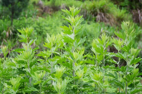 艾草泡水可以治療婦科病嗎 艾草對(duì)婦科炎癥有幫助嗎