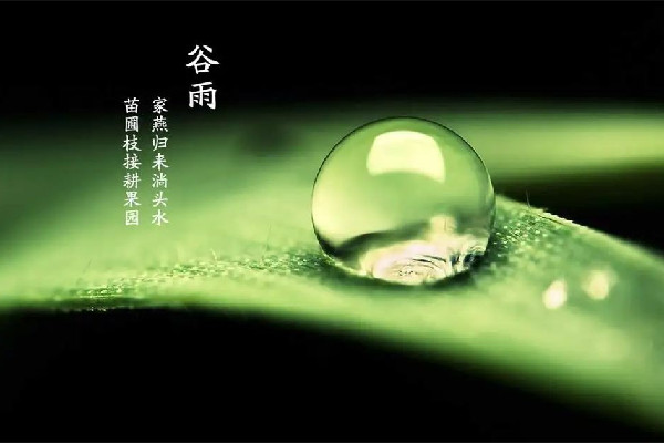 谷雨節(jié)氣喝什么茶養(yǎng)生 谷雨節(jié)氣的飲食禁忌