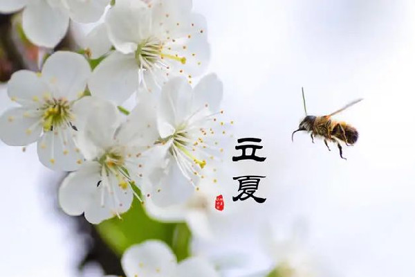 立夏的來歷和風(fēng)俗 立夏可以穿夏裝嗎