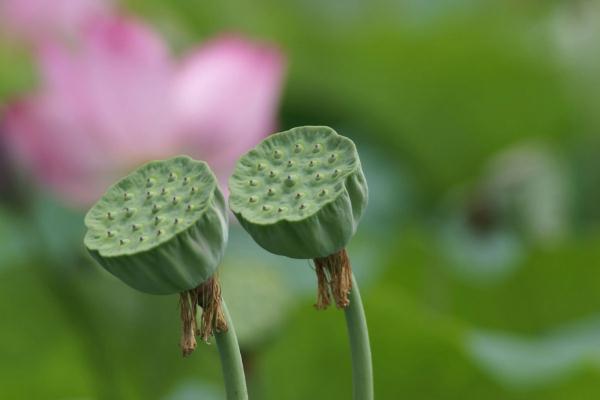 蓮蓬是長(zhǎng)在荷花里面的嗎 蓮蓬是荷花謝了以后長(zhǎng)出來(lái)的嗎