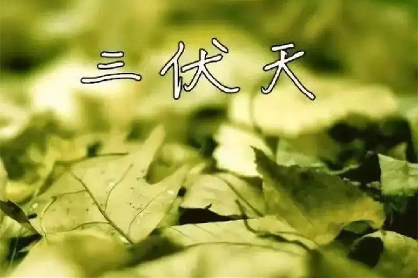 三伏天吃什么好補(bǔ)身體 三伏天吃羊肉的功效