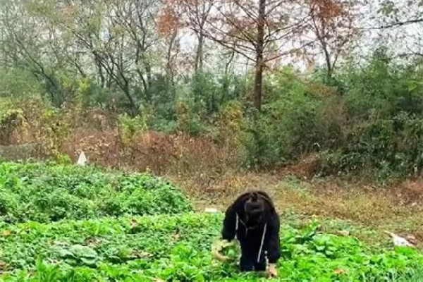 女子獨(dú)居農(nóng)村月入1千稱很快樂(lè) 獨(dú)居生活是一種什么感受