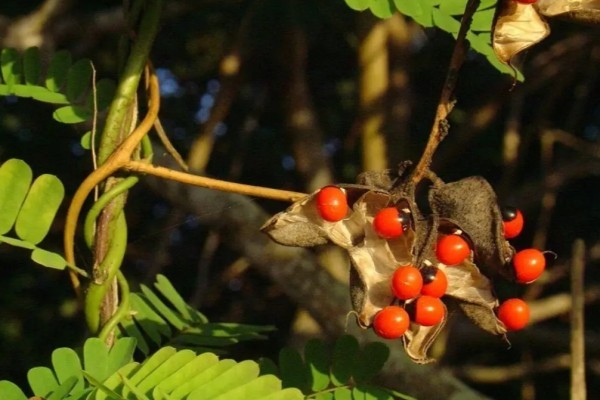 紅豆要泡多久才能煮 紅豆煮出來的水是黑色怎么回事