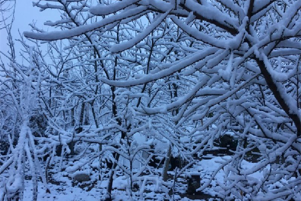 冷空氣發(fā)威上海已見初雪 下雪要注意什么