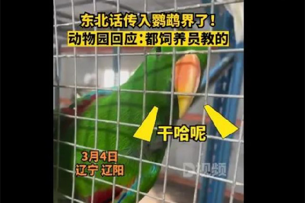 遼寧一動物園鸚鵡滿嘴東北味 鸚鵡為什么會說人話