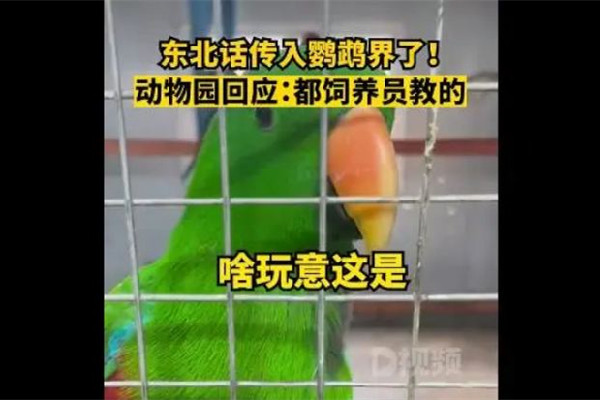 遼寧一動物園鸚鵡滿嘴東北味 鸚鵡為什么會說人話